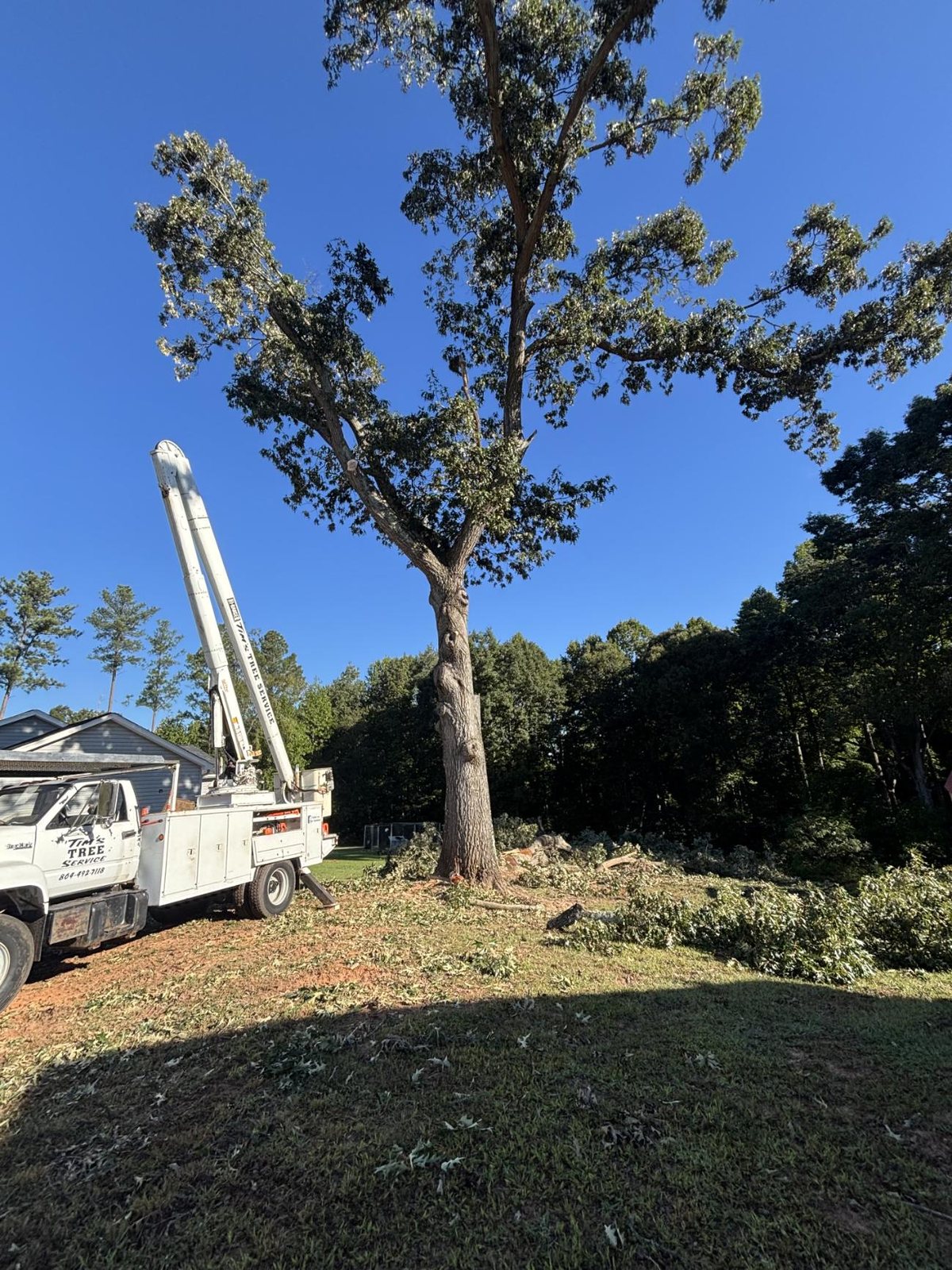 Tim's Tree Service bucket truck pruning a large oak, brush on the ground