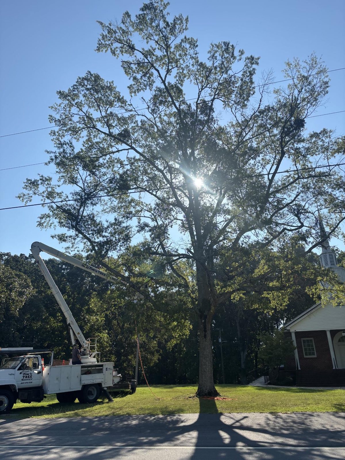 Bucket truck working a large oak in front of a church