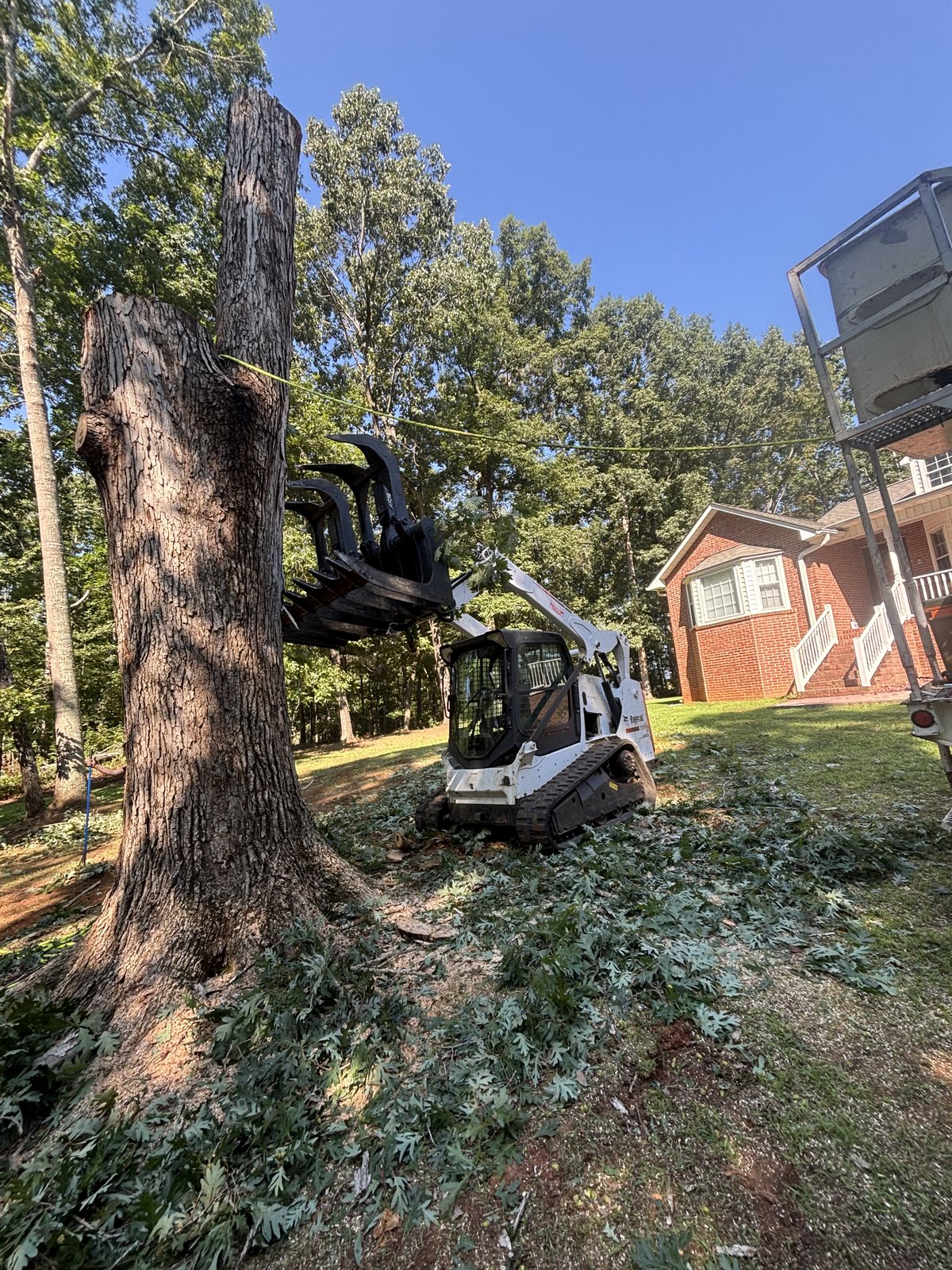 A grapple on a large oak trunk, with brush already on the ground