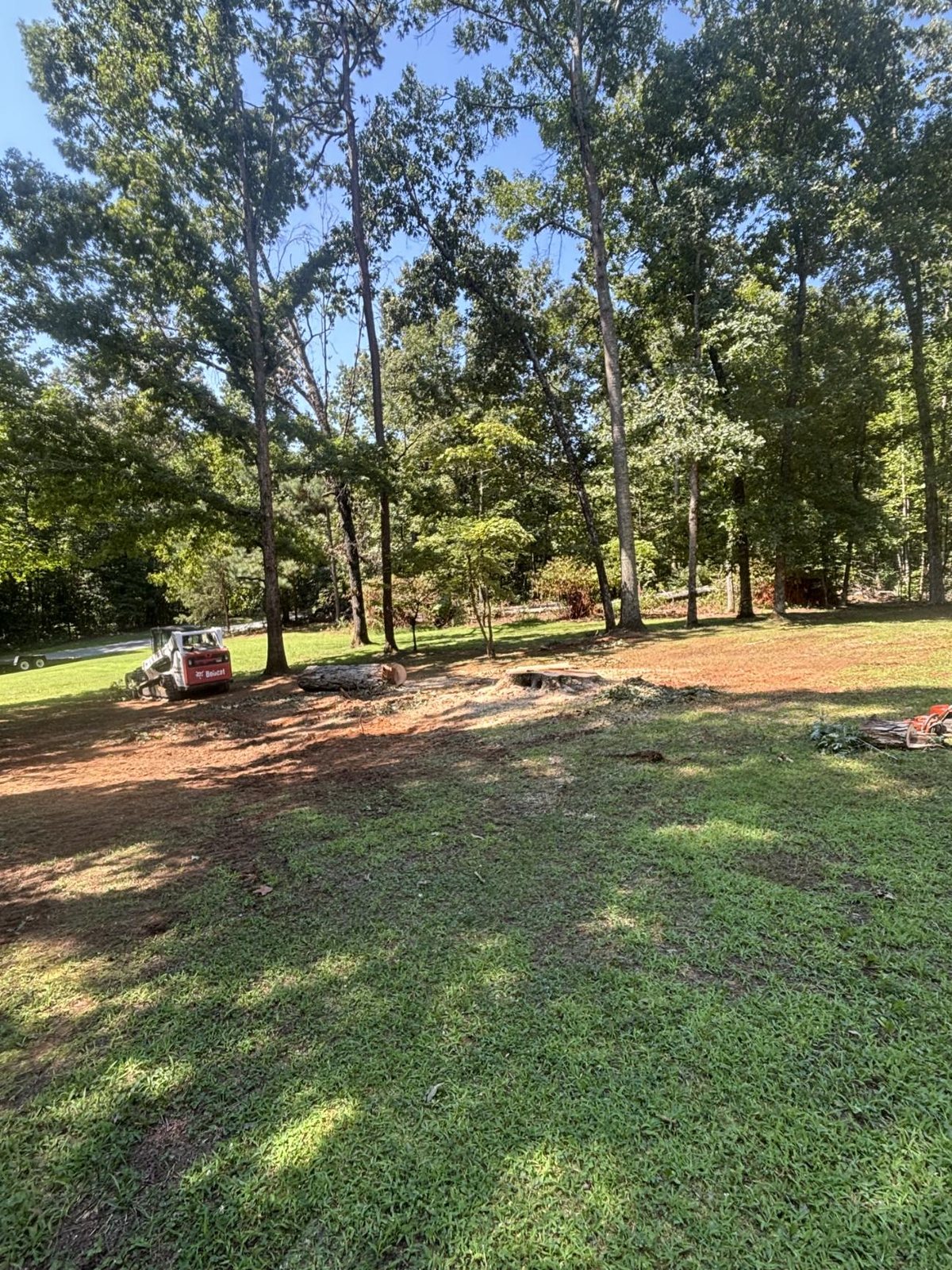 A pine lot opened up, logs on the ground and a skid steer