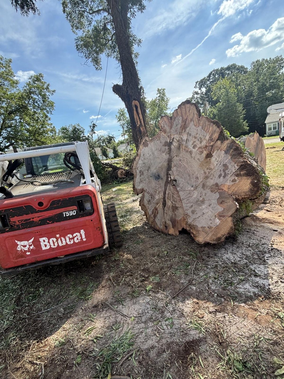 A skid steer beside a huge section of oak trunk