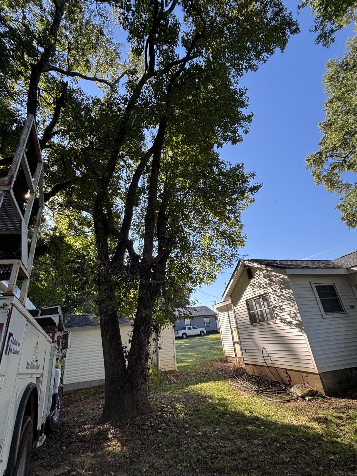 A large oak standing between two houses, bucket truck at the edge