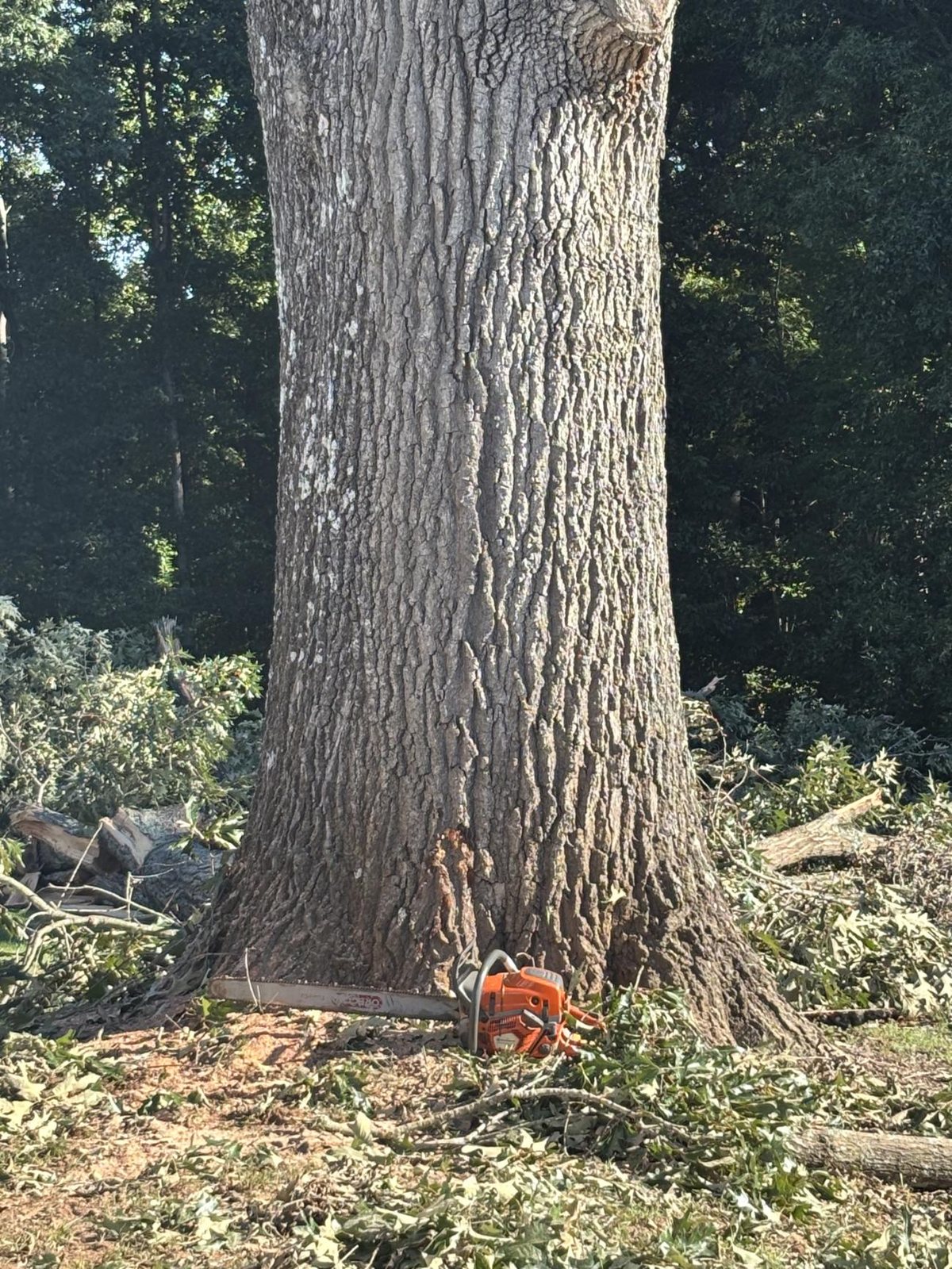 Chainsaw at the base of a very large oak